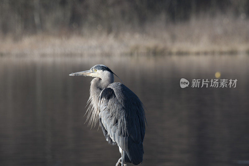 雄伟的大蓝鹭