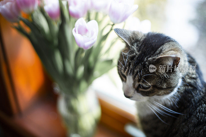 一只从窗户往外看的虎斑猫