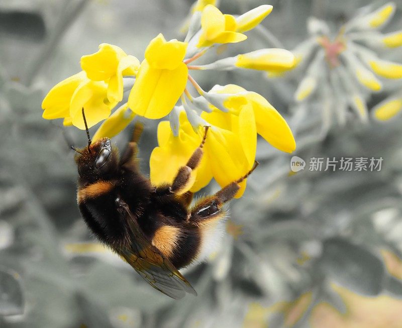 黄尾大黄蜂(熊蜂)在黄色的花上