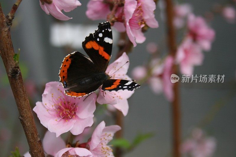 春天的樱花和蝴蝶