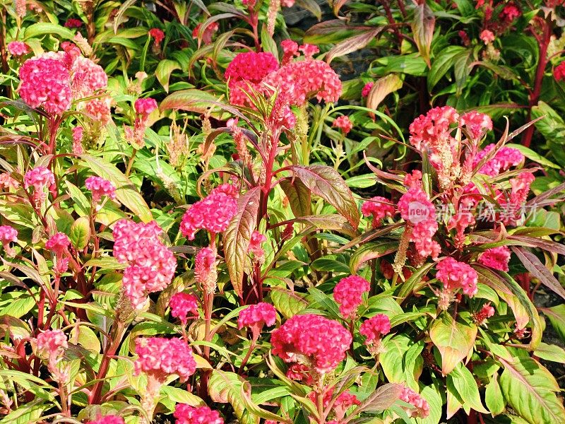 花盆里美丽的红色鸡冠花