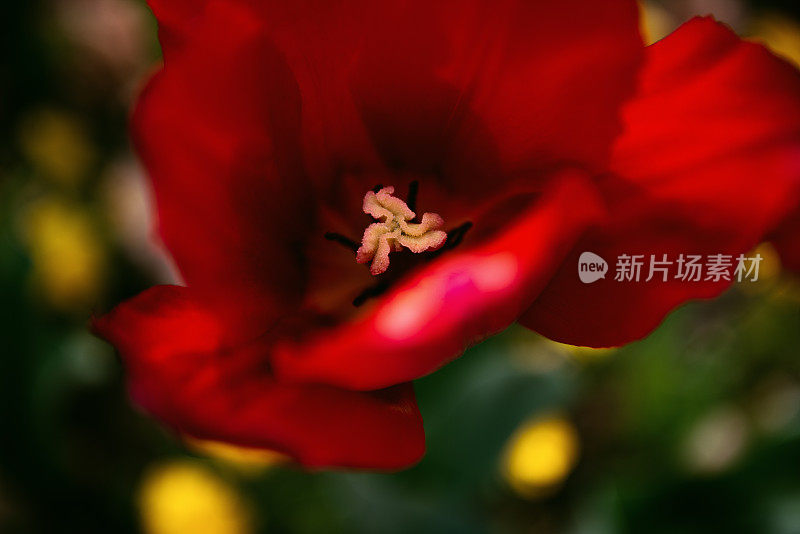 植物园里的花和芳香植物:郁金香