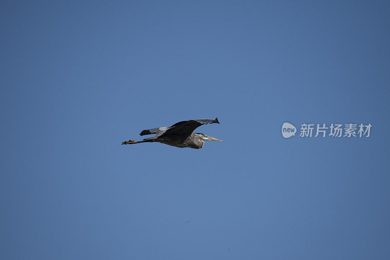 大蓝鹭在天空中飞翔