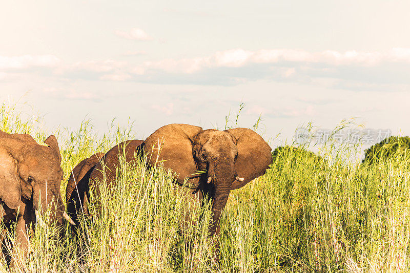 赞比西河国家公园的非洲野象