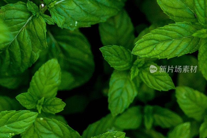 在田间生长的新鲜绿色薄荷植物。近距离观察种植在有机蔬菜园里的薄荷叶植物。