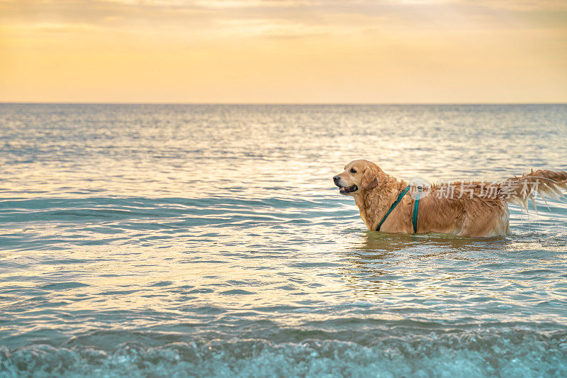 快乐的金毛在日出的海水里游泳嬉戏