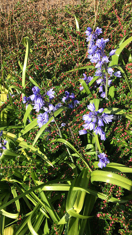 野生开花的风信子在春季野生动物园旁边的攀缘灌木，紫色普通的风信子花从草岸边生长的鳞茎，风信子在英国林地的阴凉花园，球茎多年生植物照片