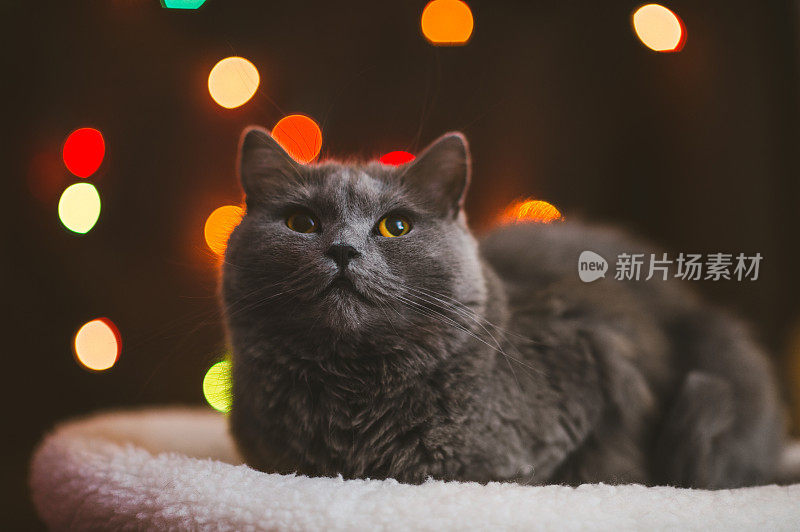 猫背后的圣诞彩灯