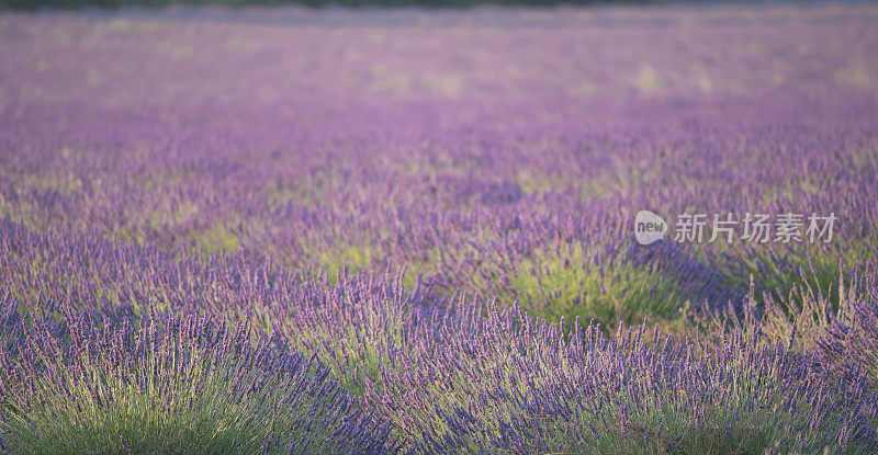 法国南部普罗旺斯的薰衣草