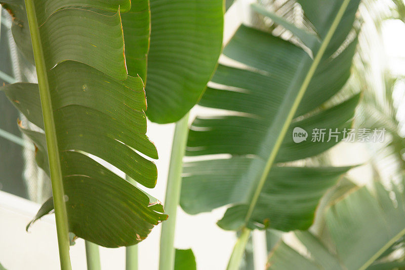 迈阿密海滩的热带绿色植物叶子