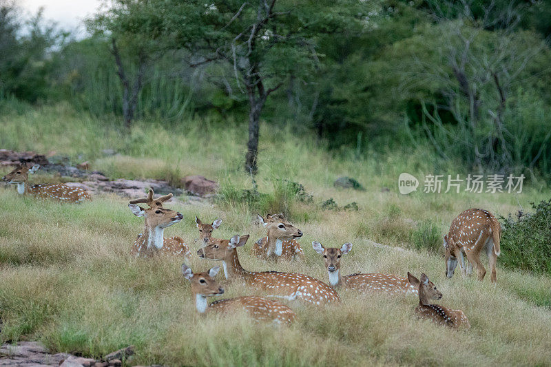 斑点鹿或Chital或Cheetal或Chital鹿或轴心鹿或轴心群坐在绿色的草地和美丽的背景在Ranthambore老虎保护区，拉贾斯坦，印度