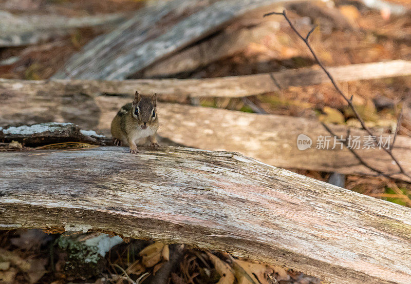 森林里的加拿大花栗鼠