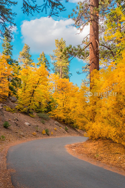 加州大熊湖，沿着道路生长着秋橡树和柳树(P)