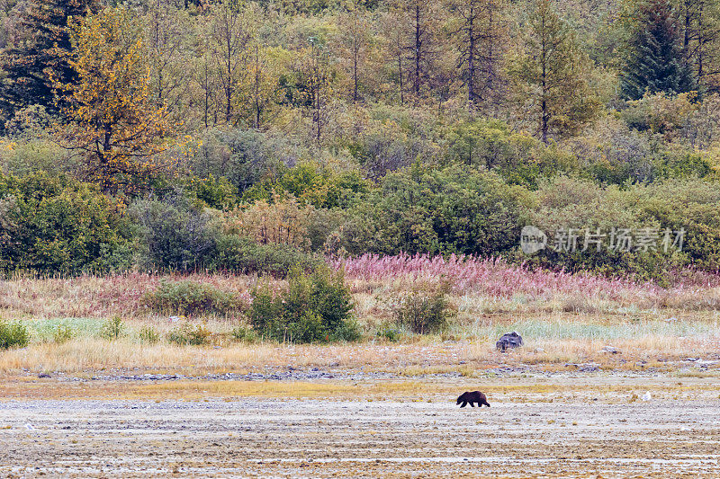在冰川湾国家公园海岸线上的棕熊