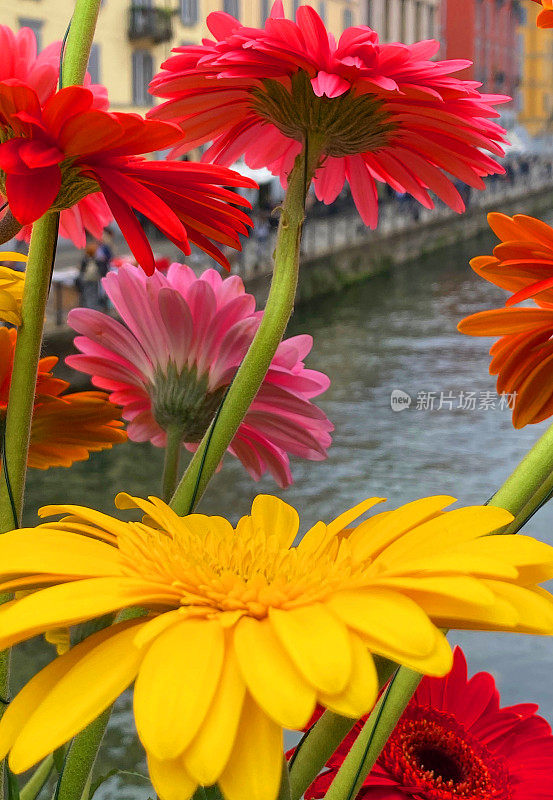 在米兰花卉市场的非洲菊