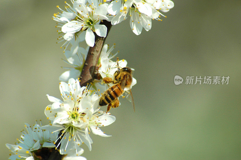 蜜蜂在春天采集白花的花粉