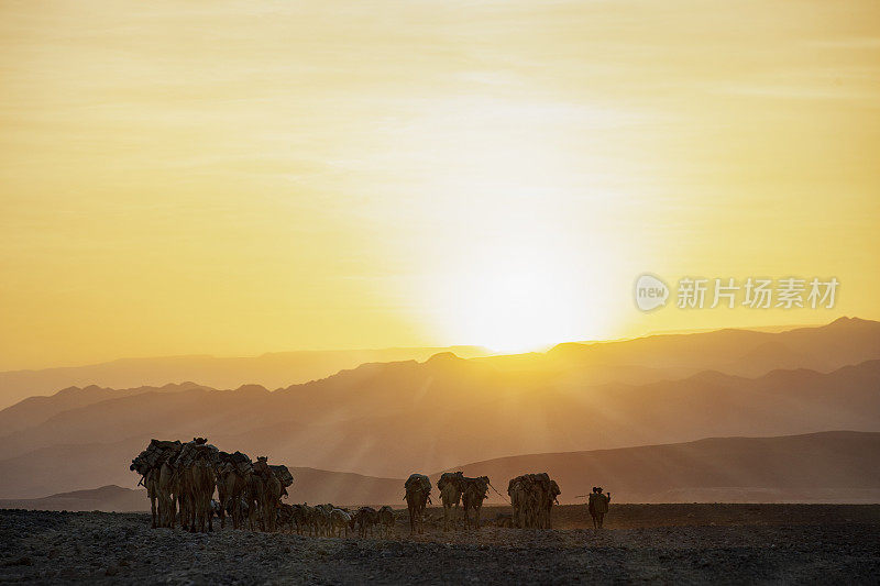 骆驼商队在夕阳下，达纳基尔沙漠，埃塞俄比亚