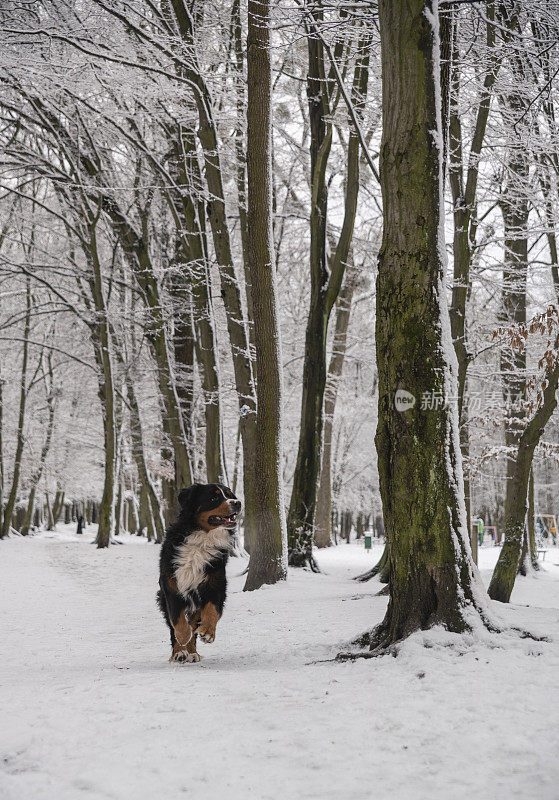 这只黑色的比利时山地犬，正在冬天的雪园里玩耍