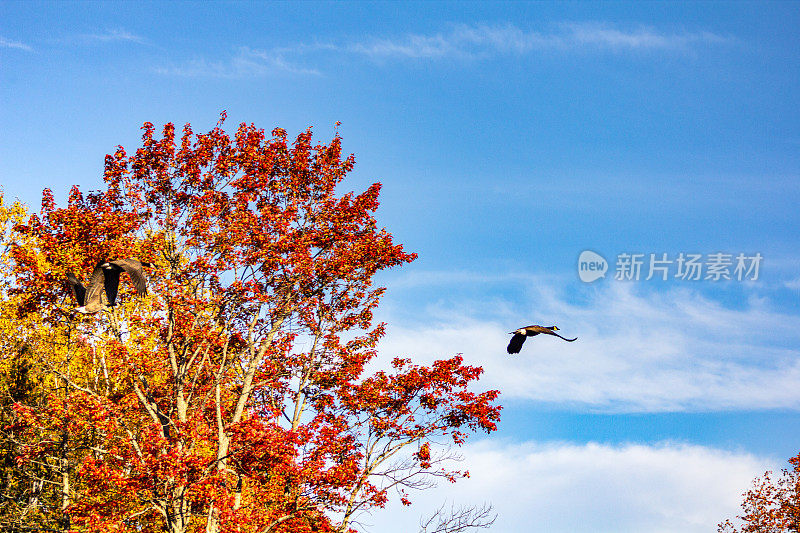 加拿大鹅飞过秋天的风景。蓝色的天空和五颜六色的树木。