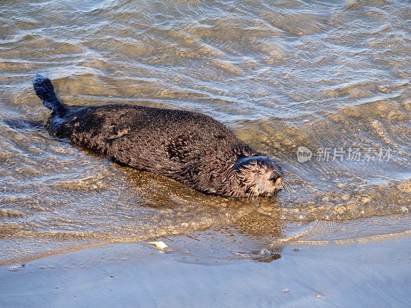 海獭