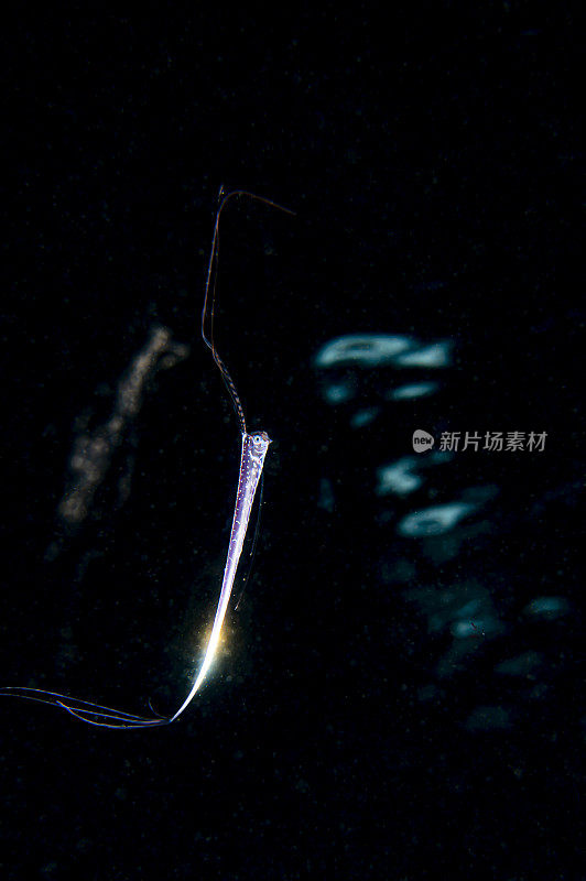 日本伊豆黑水潜水期间，来自外太空的深海皇带鱼水下生物