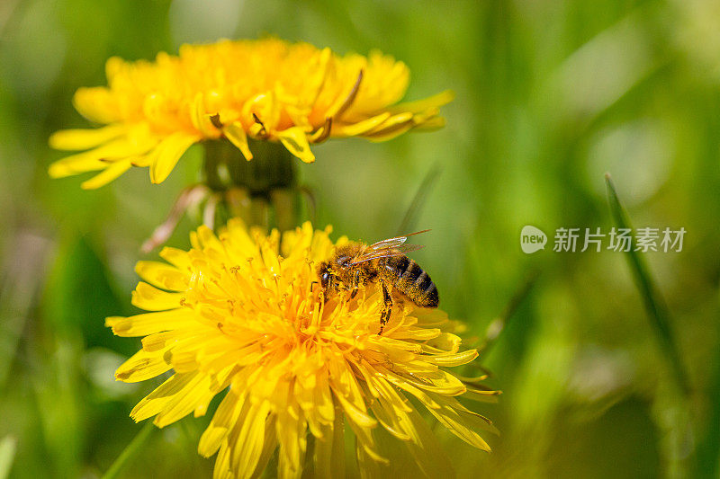 蜜蜂在蒲公英上