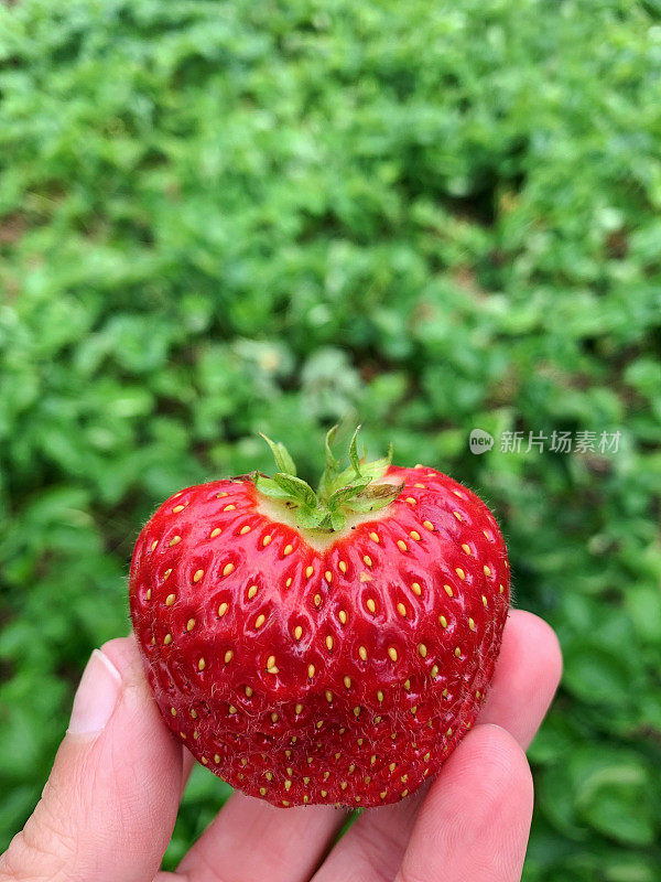 有机，新鲜和多汁的红草莓从我的乡村花园