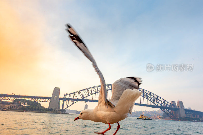 澳大利亚悉尼，东环形码头，海港大桥黄昏的景色