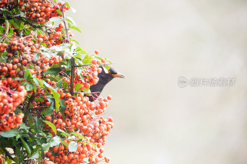 唱着歌吃着黑鸟