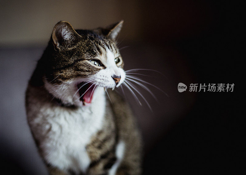 虎斑猫的肖像