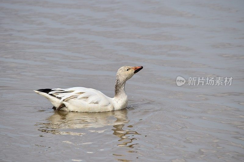 雪雁游泳