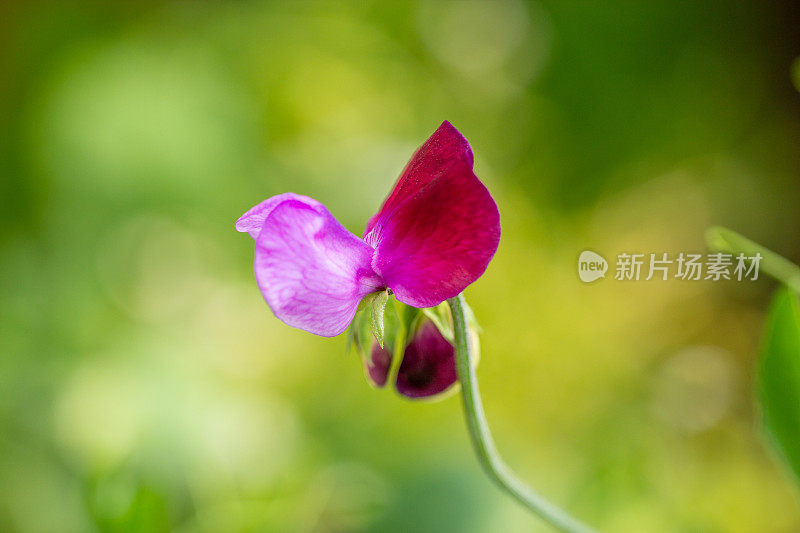 粉红色开花植物特写镜头