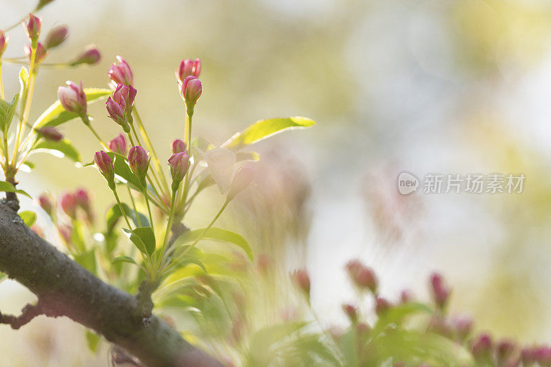 山楂花蕾