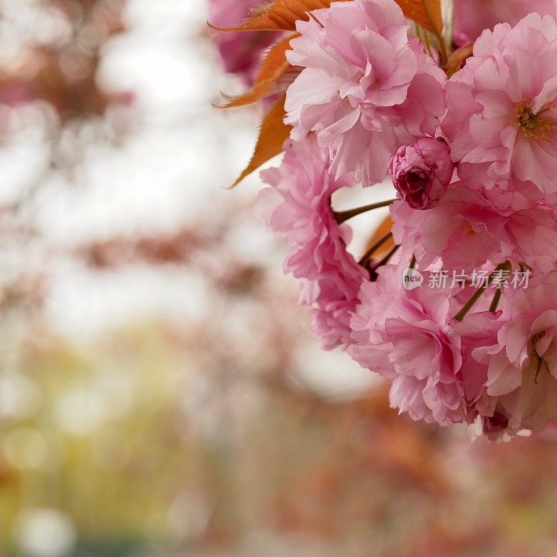 樱花