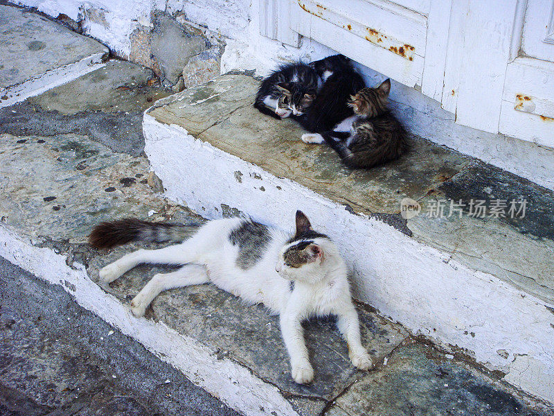 希腊九头蛇岛上的野猫和小猫。