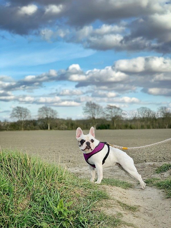 在英国乡村遛法国斗牛犬