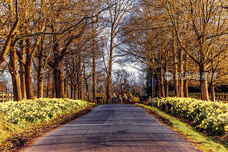 水仙花路巷春树阳光风景风景一般季节路巷乡村-拍摄的电影