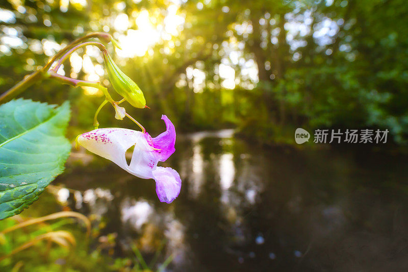 凤仙花glandulifera