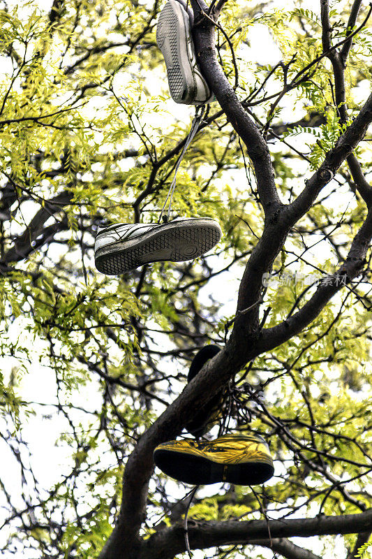 你的运动鞋呢，桑尼?在华盛顿州西雅图街头的一棵树上，可以看到一双系着鞋带的运动鞋。