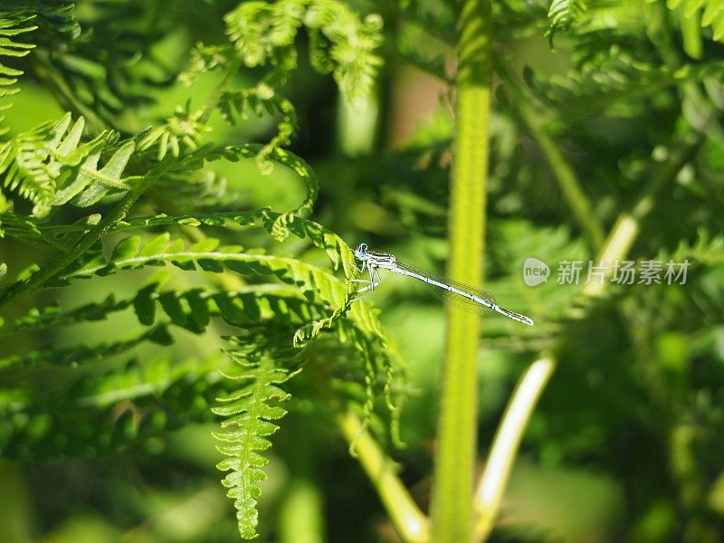 一种蕨类植物上的白腿豆娘(扁豆娘)