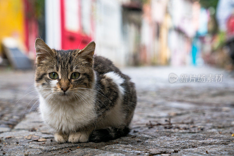 街的小猫