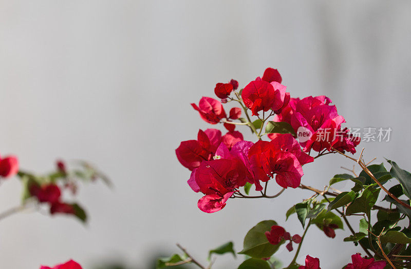 充满异域风情的花朵