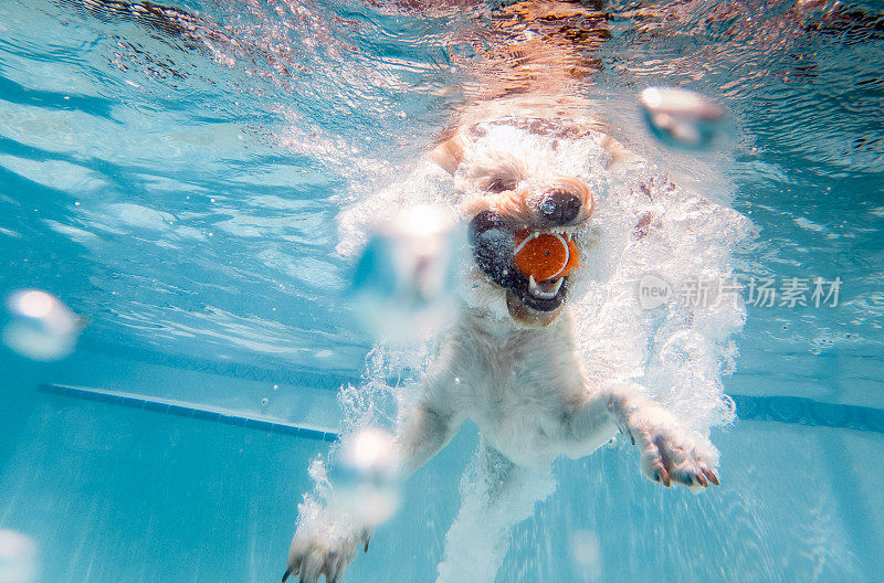 狗在水下为球潜水