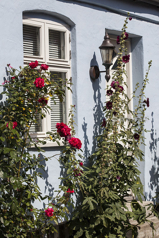 淡蓝色墙，红玫瑰和蜀葵