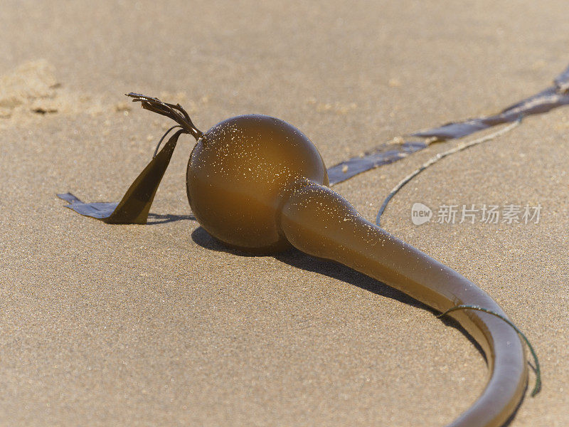 公牛海藻在沙子上的海藻特写海滩俄勒冈海岸