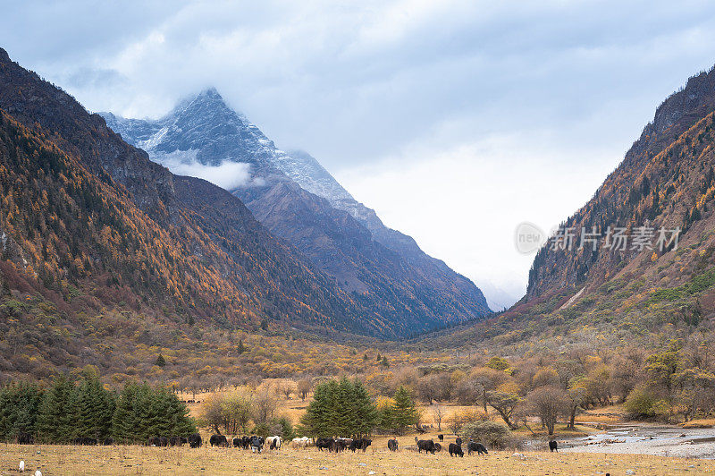 广角自然景观风景，雾和雪山自然条件在秋天，四川，中国，西藏