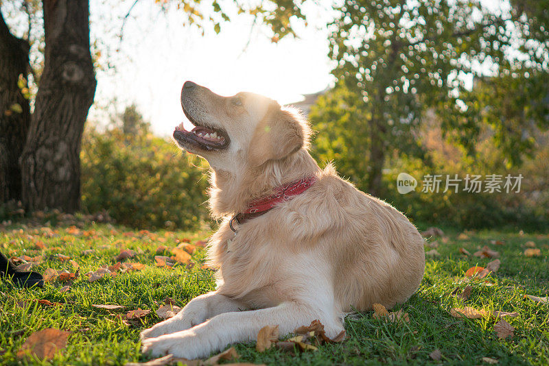 可爱的金毛猎犬躺在公园的绿草地上。