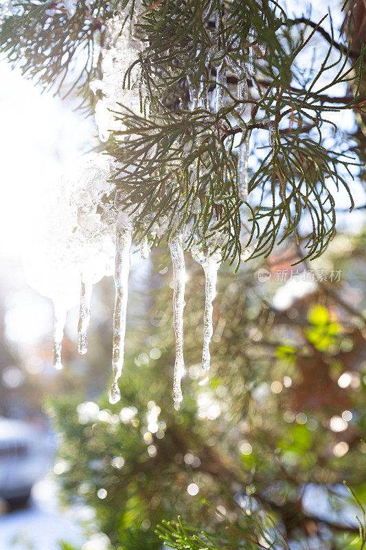 雪松树上闪烁的冰柱