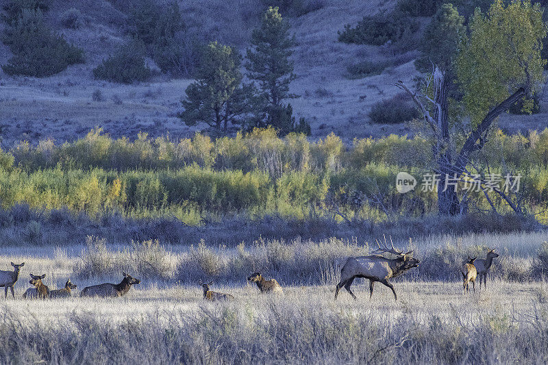 在查尔斯·M·拉塞尔野生动物保护区，麋鹿聚集在一起发情
