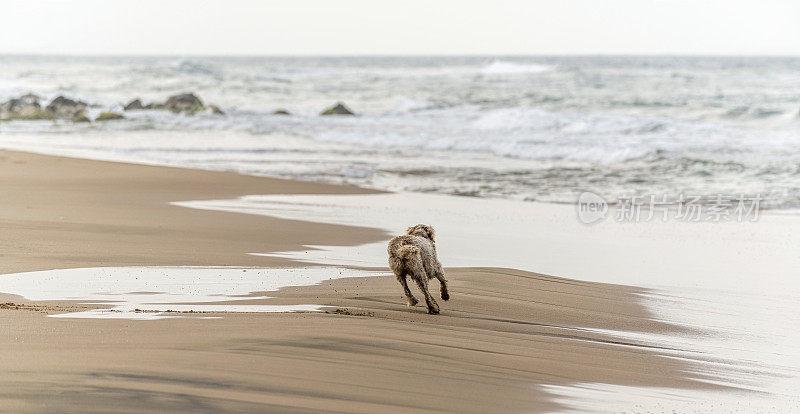 一只英国塞特犬在海边的海滩上奔跑